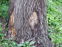 PHOTO: Base of the Ash tree showing extensive loss of bark due to fungal infection